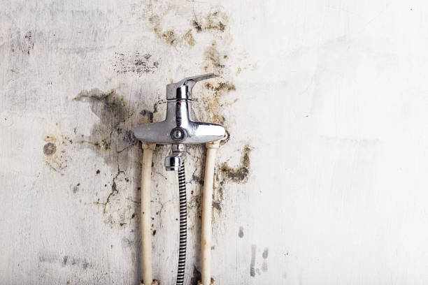 Best Affordable Mold Removal  in East Sonora, CA
