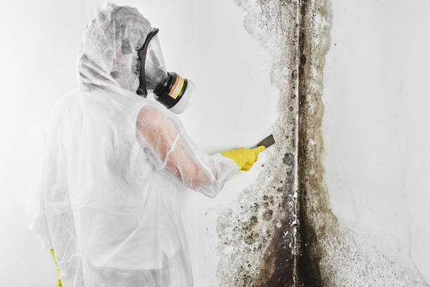 Best Emergency Mold Removal  in East Sonora, CA