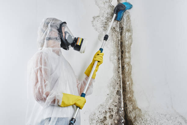 Mold Removal and Inspection in East Sonora, CA