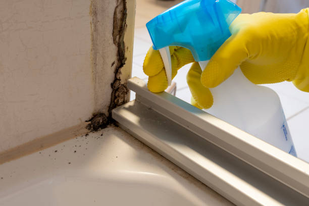 Best Home Mold Removal  in East Sonora, CA