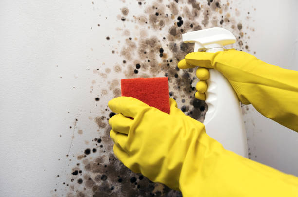 Best Fast Mold Removal  in East Sonora, CA