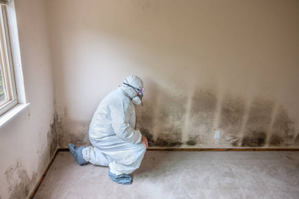 Best Toxic Mold Removal  in East Sonora, CA