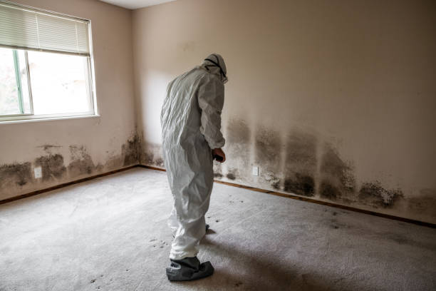 Best Black Mold Removal  in East Sonora, CA