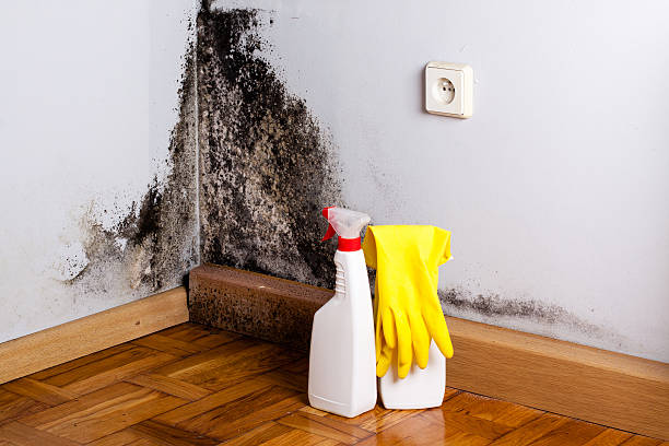 Professional Mold Removal in East Sonora, CA