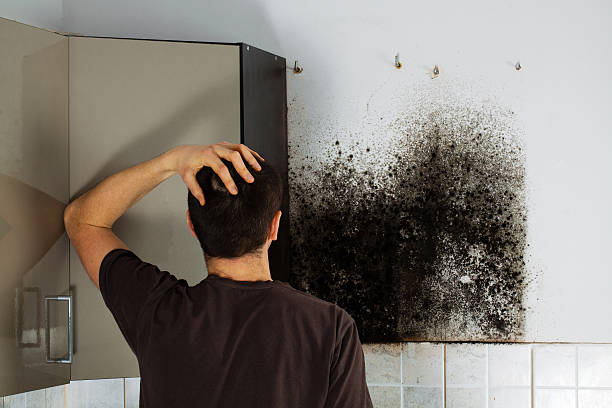 Best Fast Mold Removal  in East Sonora, CA