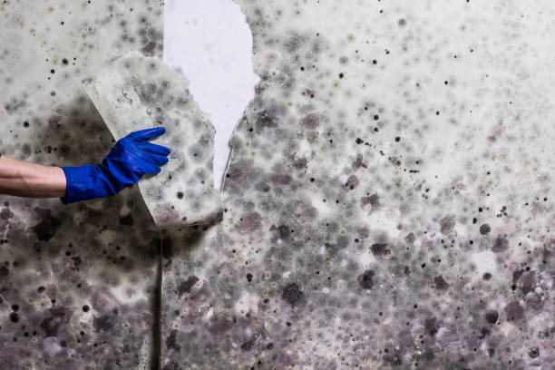 Best Same-Day Mold Removal  in East Sonora, CA