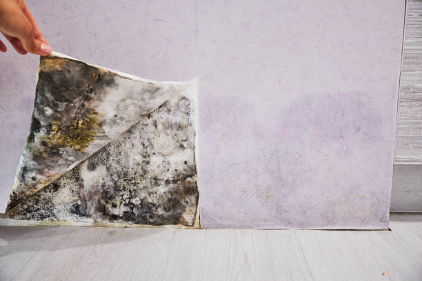 Attic Mold Removal in East Sonora, CA